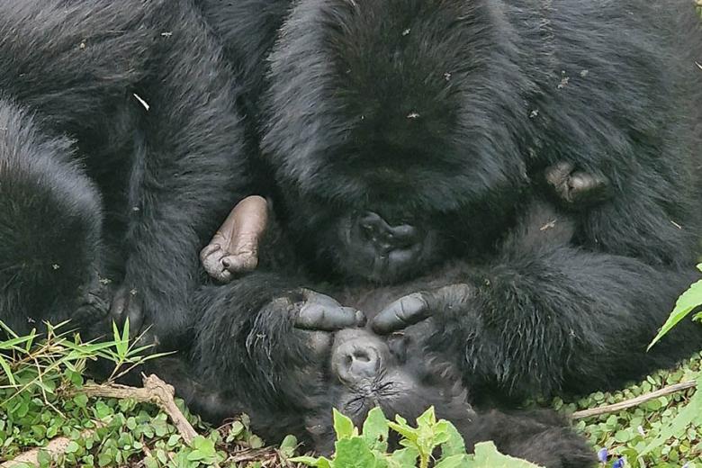 See mountain gorillas in Rwanda | Travel Nation