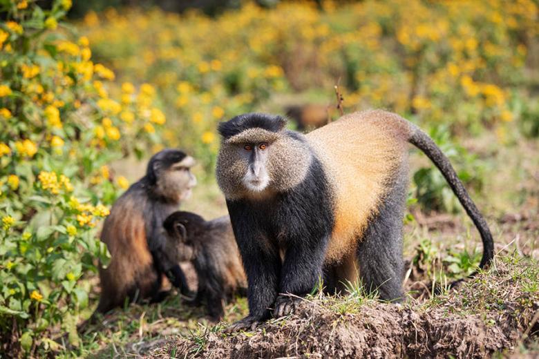 See golden monkeys in Rwanda | Travel Nation