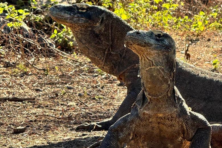 See Komodo Dragons on Rinca Island | Travel Nation