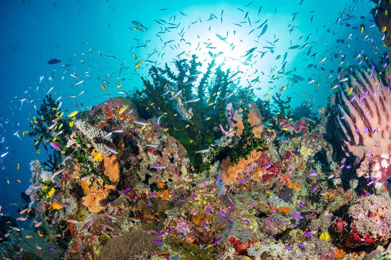 Underwater in Kimbe Bay | Travel Nation
