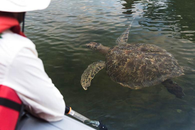 See turtles in Black Turtle Cove | Travel Nation