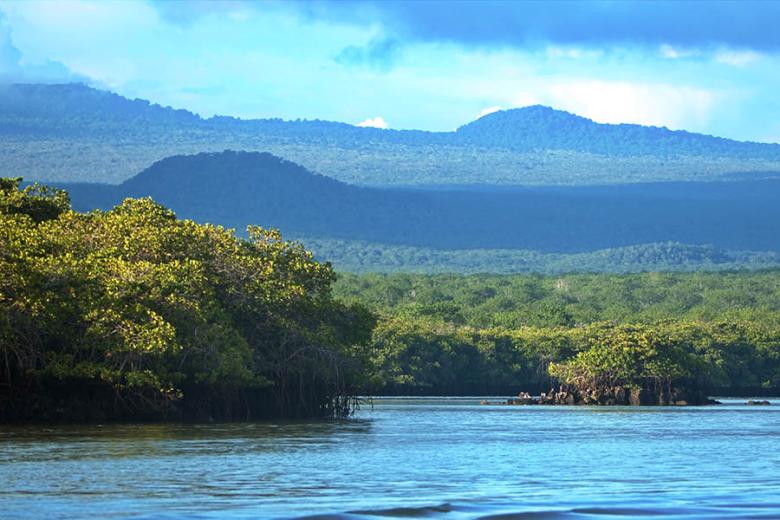 Black Turtle Cove in the Galapagos | Travel Nation