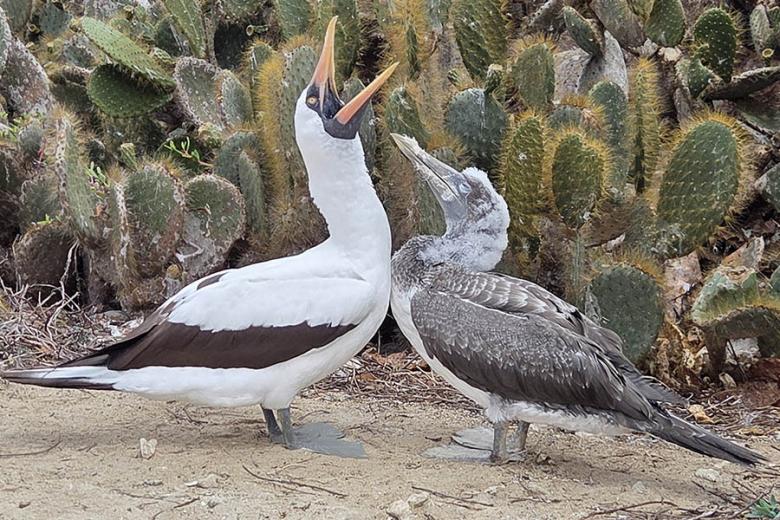 See incredible birds in the Galapagos Islands | Travel Nation