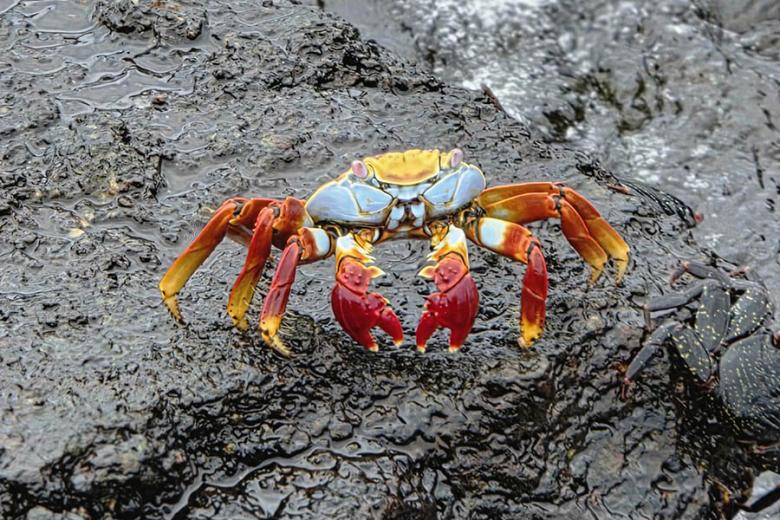 Sally Lightfoot Crabs in the Galapagos Islands | Travel Nation