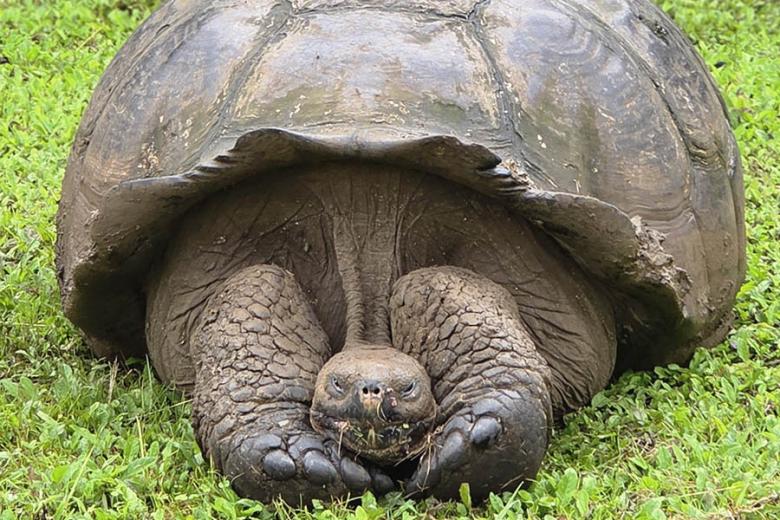 See Galapagos Giant Tortoises | Travel Nation