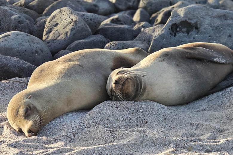 Sealions snoozing in the Galapagos | Travel Nation