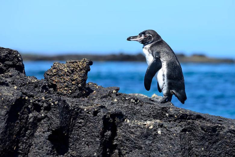 See Galapagos Penguins on Chinese Hat | Travel Nation
