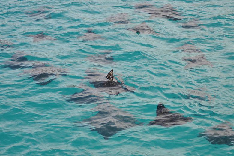 See rays in the Galapagos Islands | Travel Nation