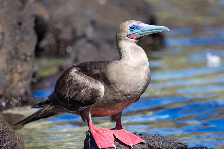 Red-footed booby in the Galapagos Islands | Travel Nation