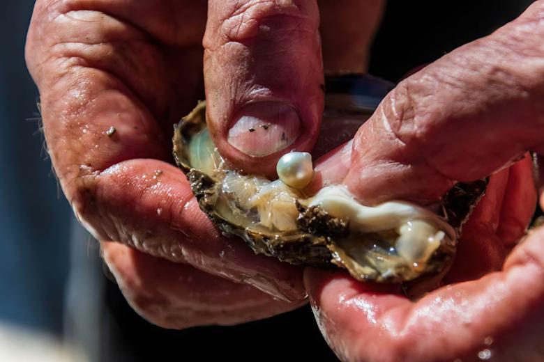 Learn about oysters at Broken Bay | Travel Nation