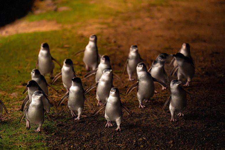 See the penguin parade on Phillip Island | Travel Nation