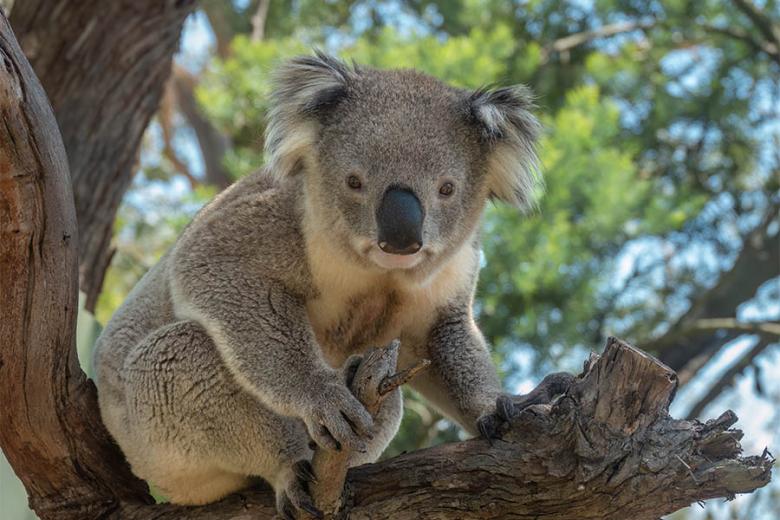 See koalas in Victoria, Australia | Travel Nation