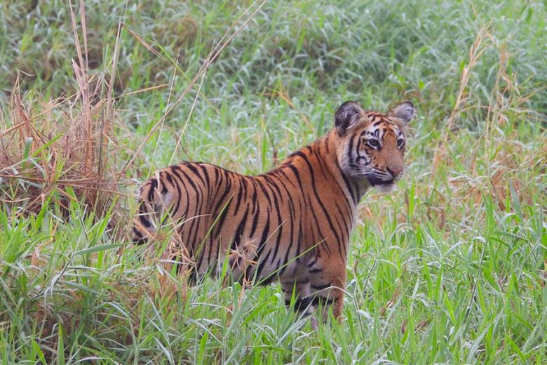 Spot tigers in Central India | Travel Nation