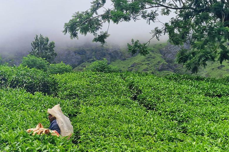Try picking tea in Munnar | Travel Nation