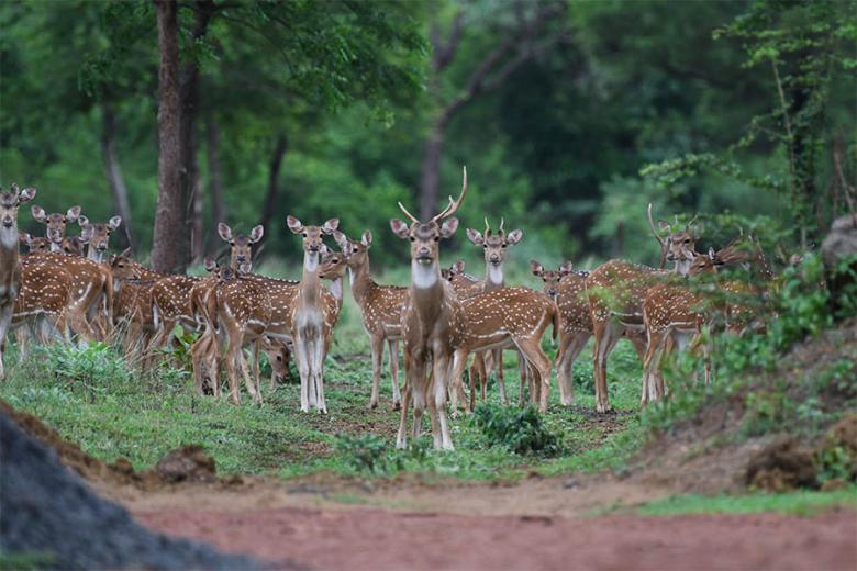 See amazing wildlife in Tadoba, India | Travel Nation