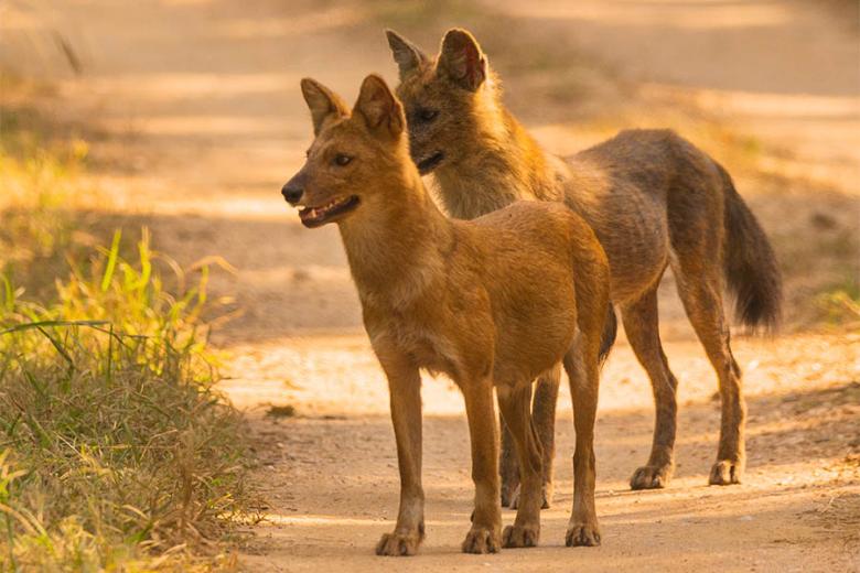 See wild dogs in Central India | Travel Nation