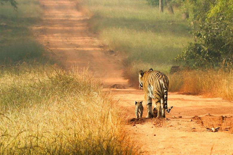 See tigers in Central India | Travel Nation