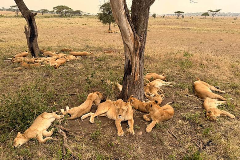 See lions on safari in Tanzania | Travel Nation