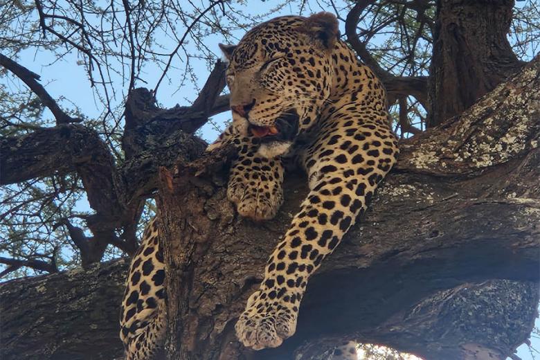 Spot leopards in Tanzania | Travel Nation