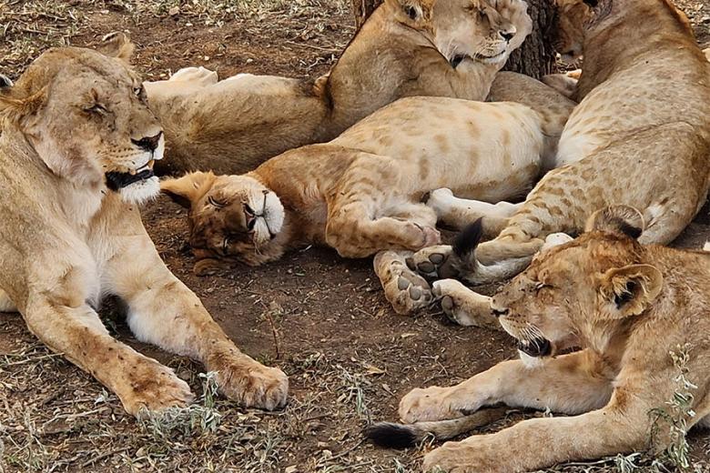 See lions on safari in Tanzania | Travel Nation
