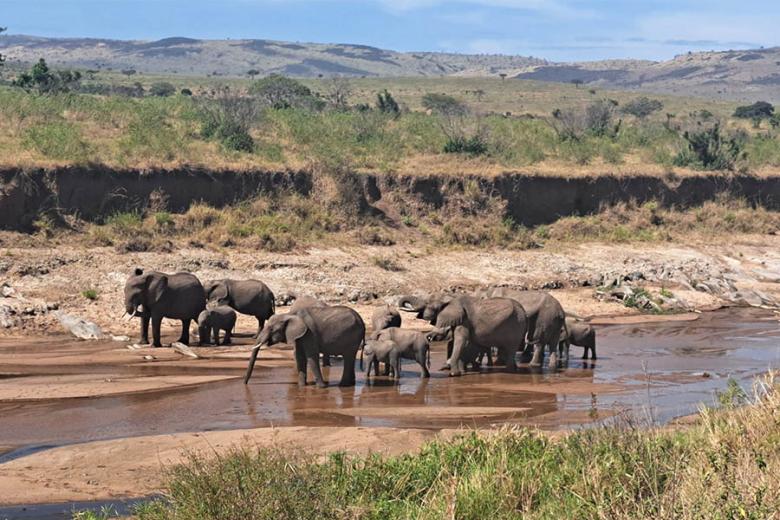 Spot elephants on safari in Kenya | Travel Nation