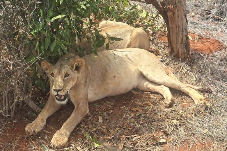 See lions on safari in Kenya | Travel Nation