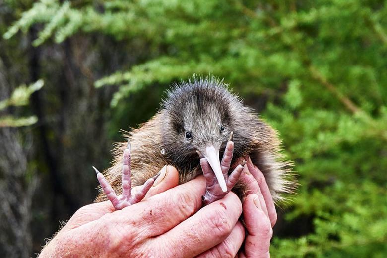 See kiwi chicks in New Zealand | Travel Nation
