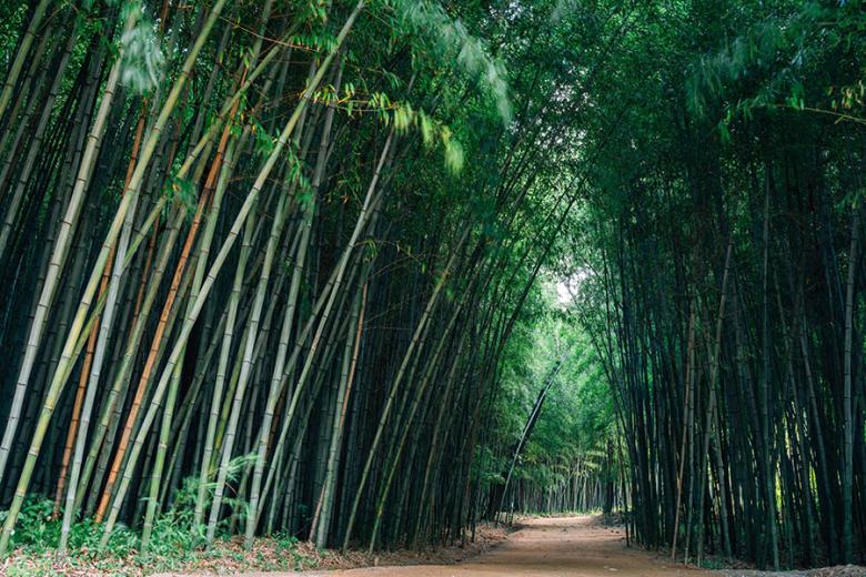Visit bamboo forests in South Korea | Travel Nation