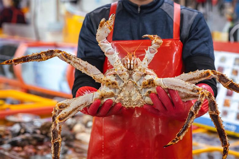 Visit a seafood market in South Korea | Travel Nation
