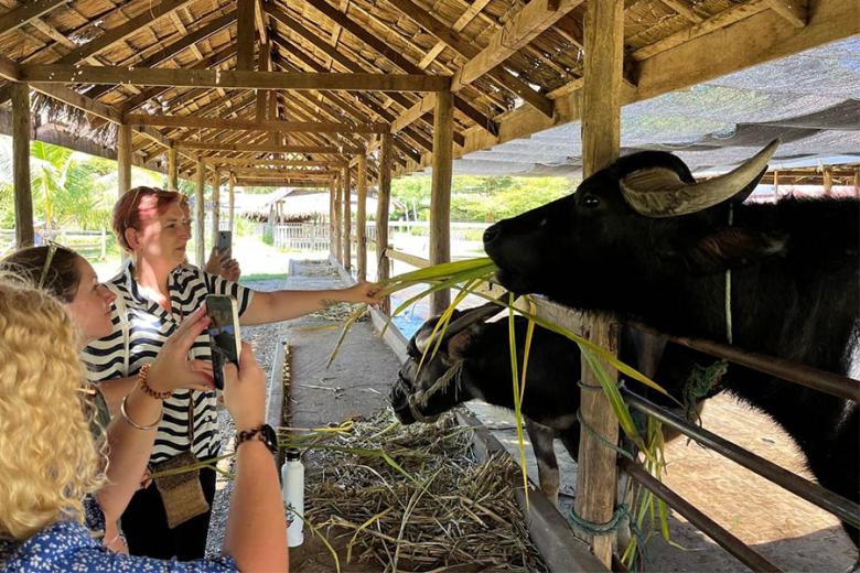 Visit a local buffalo farm in Laos | Travel Nation