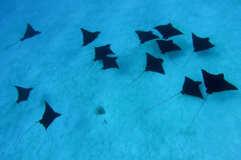 See eagle rays in Bora Bora's lagoon | Travel Nation