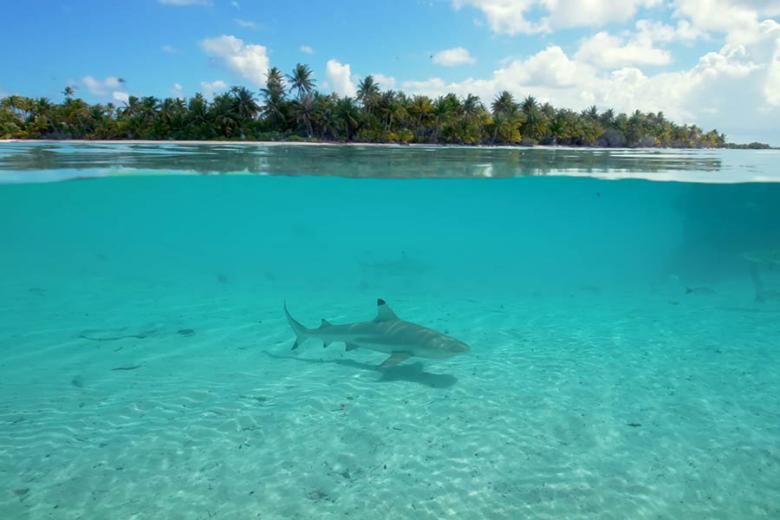 See sharks in the shallows of Fakarava | Travel Nation