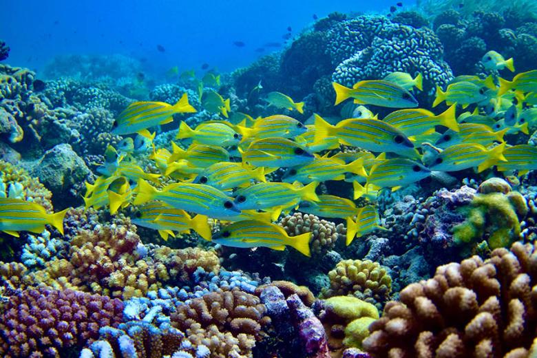 Underwater in the Fakarava atoll | Travel Nation