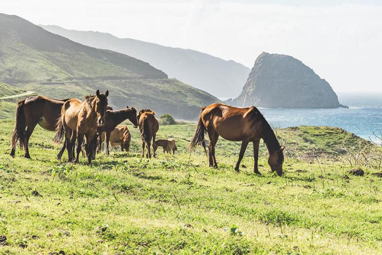 The wild horses of Ua Huka | Travel Nation