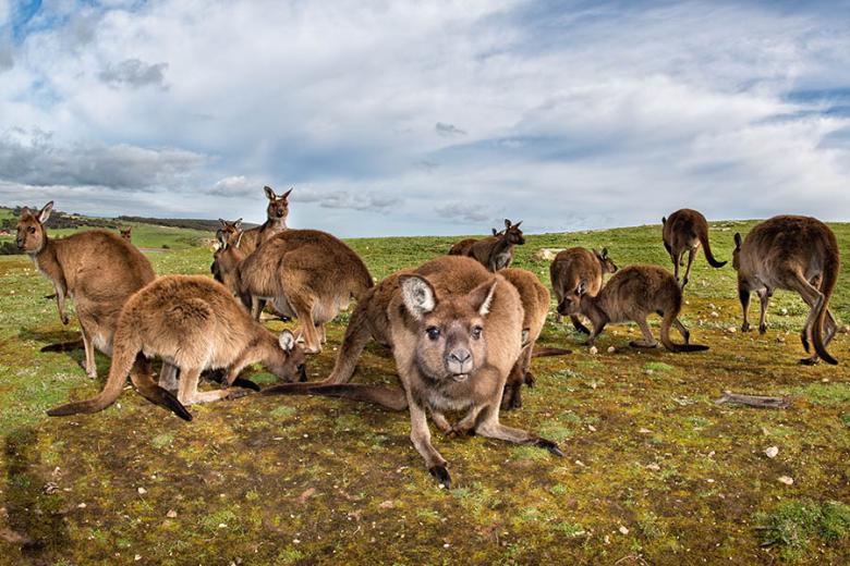 900x600-australia-kangaroo-island-kangaroo-family