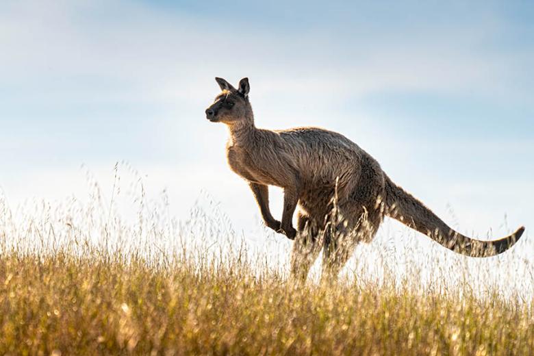 900x600-australia-kangaroo-island-kangaroo-meadow