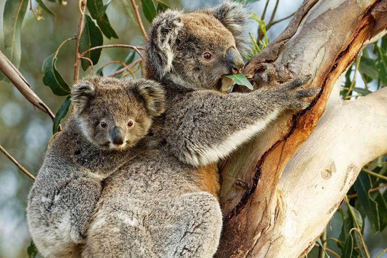 900x600-australia-kangaroo-island-koala-joey