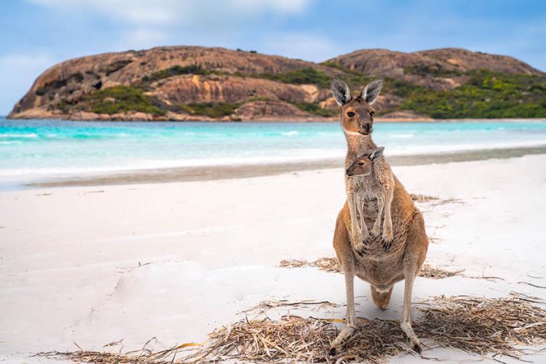 900x600-australia-western-australia-kangaroo-joey-lucky-bay