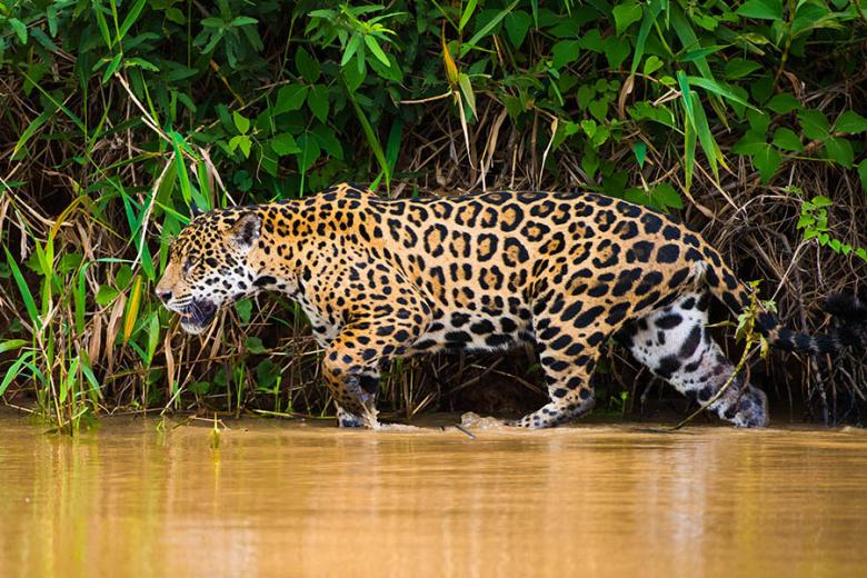 900x600-brazil-pantanal-jaguar-prowl
