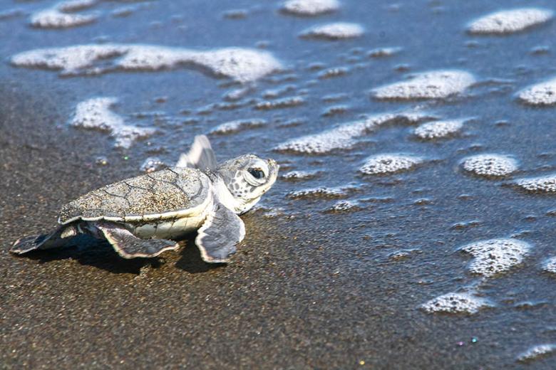 900x600-costa-rica-baby-turtle-beach