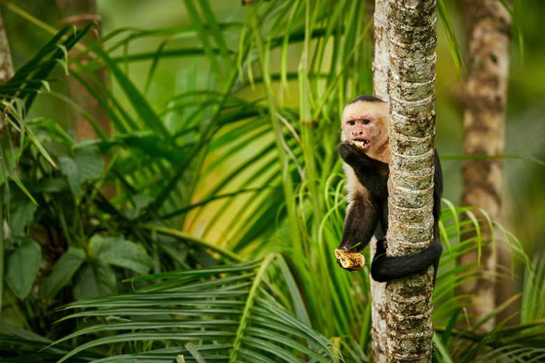 900x600-costa-rica-capuchin-in-tree