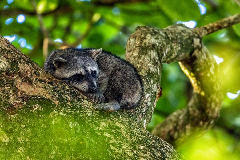 900x600-costa-rica-raccoon-tree-cahuita-national-park
