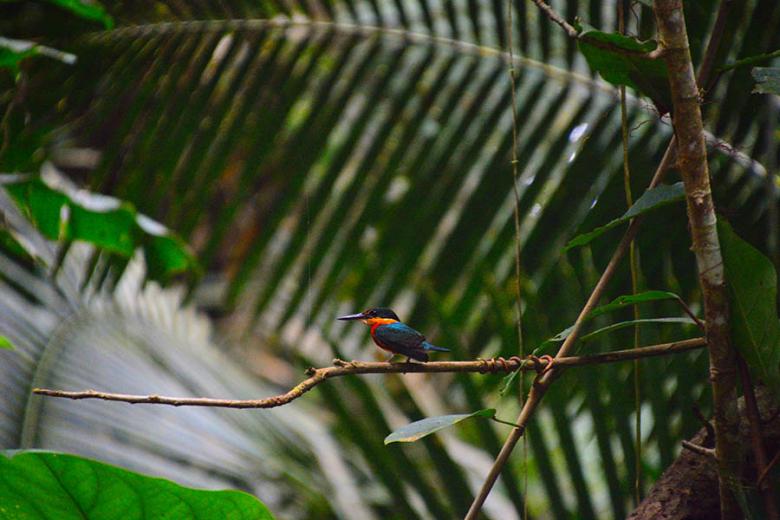 900x600-ecuador-amazon-sacha-lodge-pygmy-kingfisher