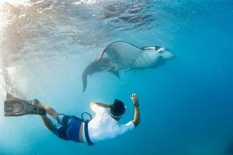 900x600-fiji-barefoot-manta-resort-snorkelling-manta-ray