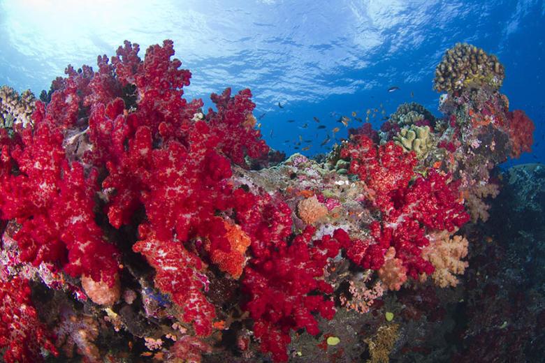 900x600-fiji-beqa-lagoon-coral
