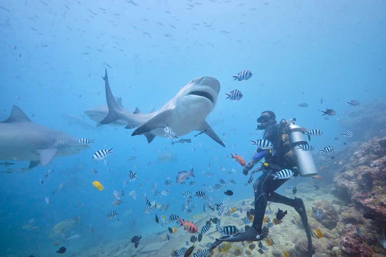 900x600-fiji-viti-levu-shark-diving