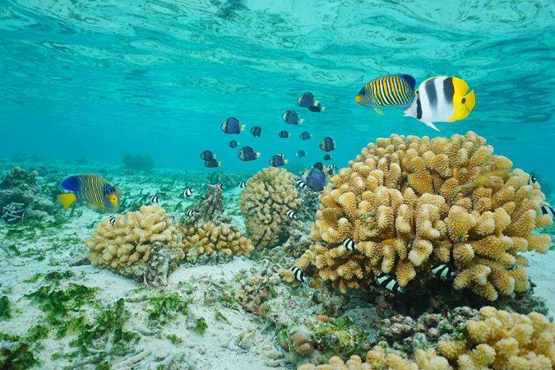 900x600-french-polynesia-moorea-lagoon-underwater-coral