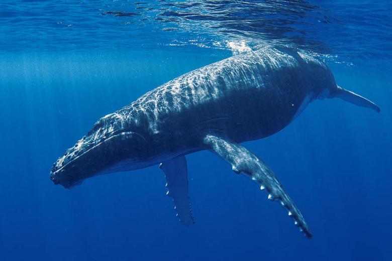 900x600-french-polynesia-rurutu-austral-islands-whale-underwater