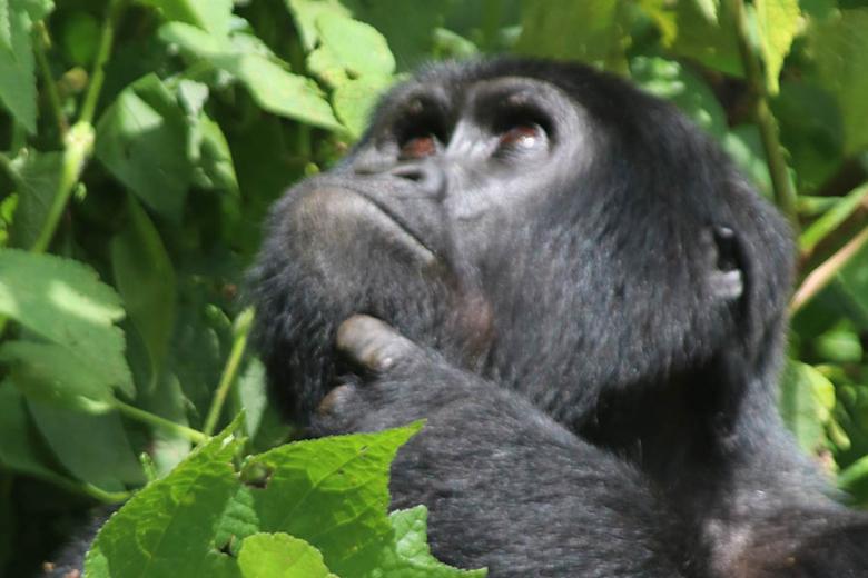 See gorillas in Uganda | Travel Nation