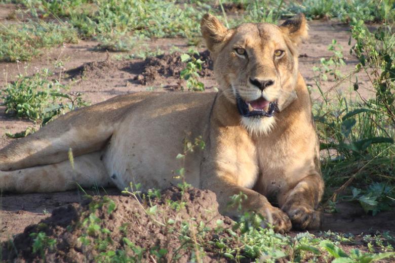 Go lion-tracking in Uganda | Travel Nation